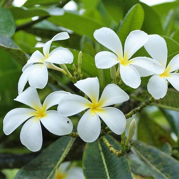 Plumeria DWARF WHITE