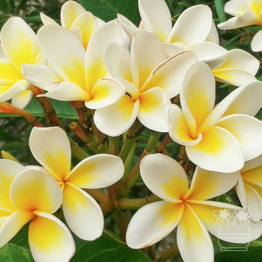 Plumeria DWARF YELLOW