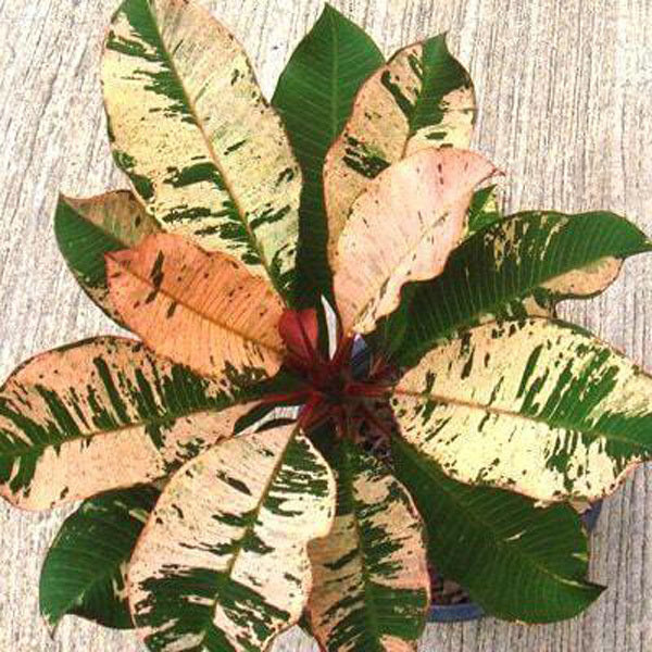 Plumeria VAR RED/ANYAMANEE