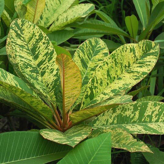 Plumeria VAR YELLOW/MAYA
