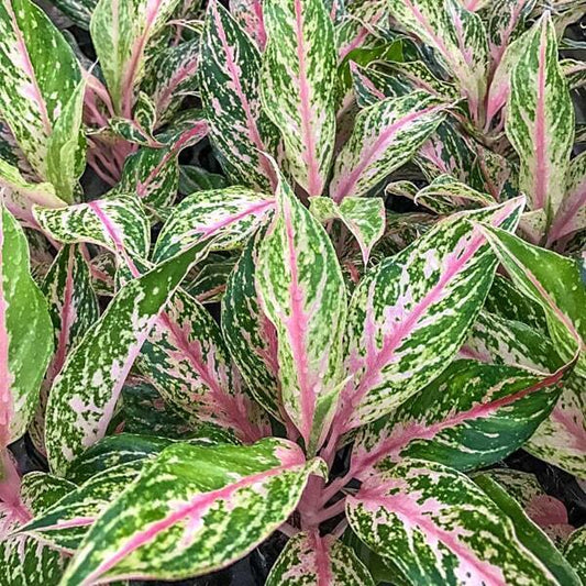 Aglaonema BUTTERFLY