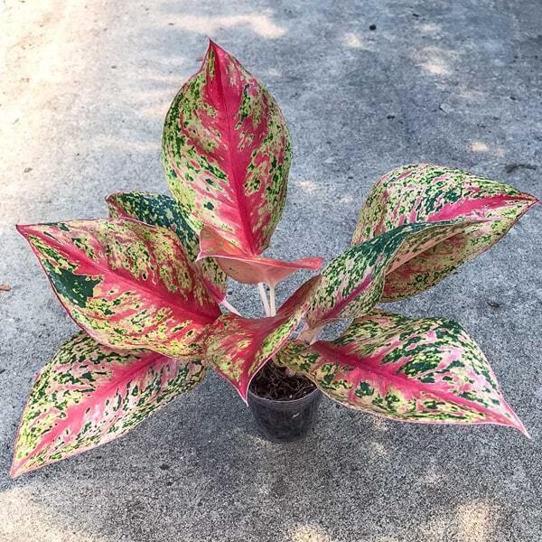 Aglaonema THONG NUE KAO