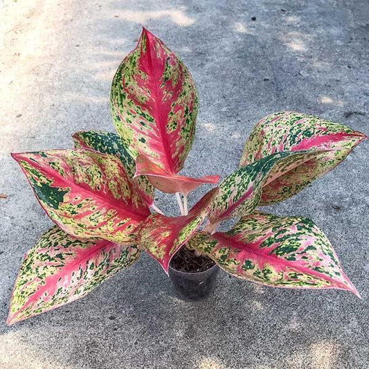 Aglaonema THONG NUE KAO