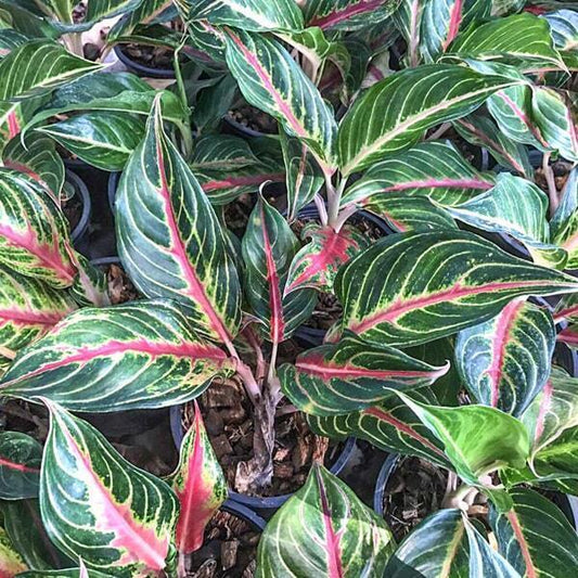 Aglaonema KWAK LAB