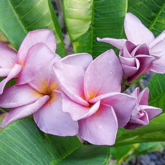 Plumeria MOUNG JACQUE