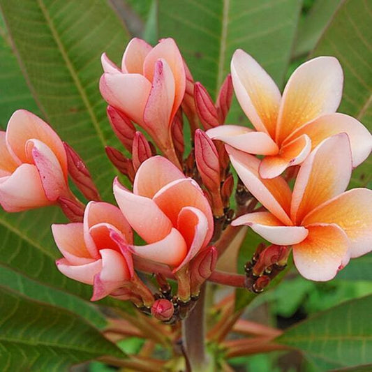 Plumeria SALMON BROWN