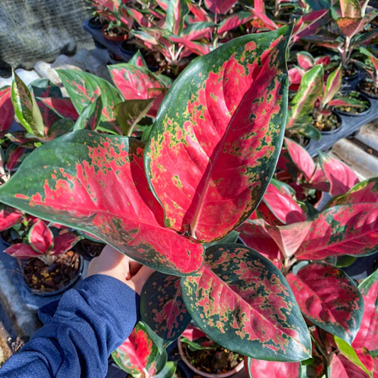 Aglaonema SASOM SAB