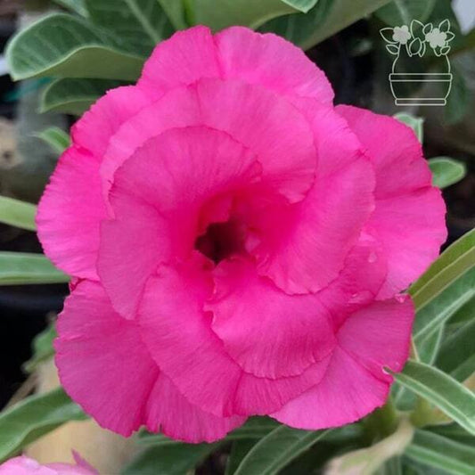Adenium obesum HASSADEE PINK