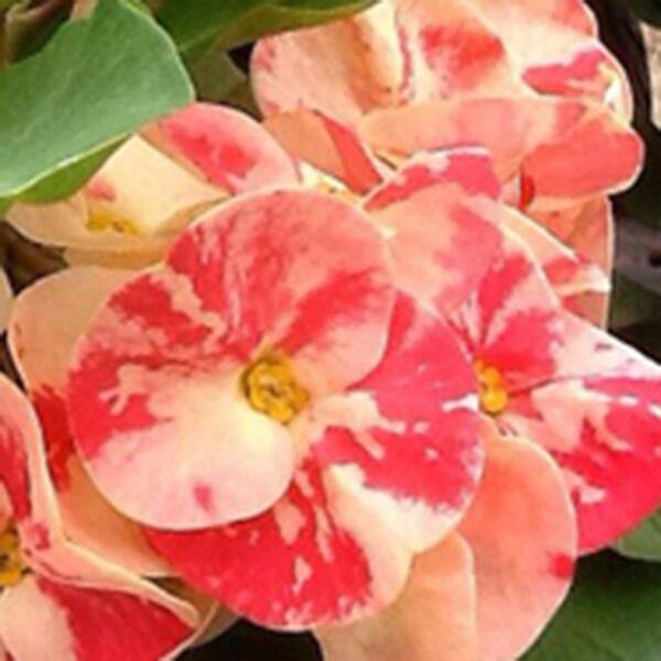 Euphorbia Milii DAO KAENG DUEN