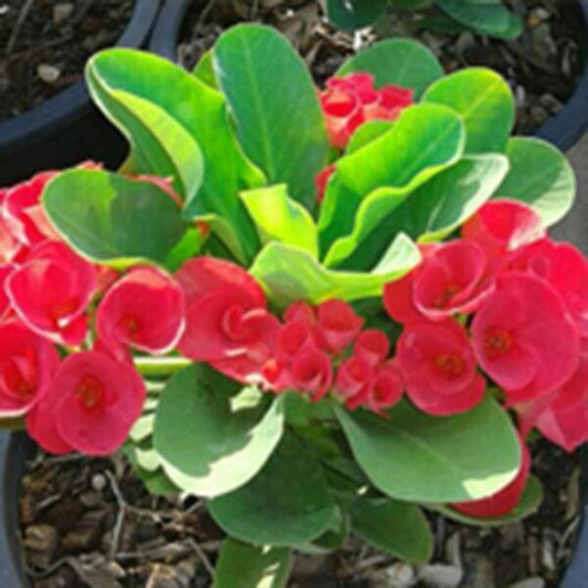 Euphorbia Milii KULABSEAN