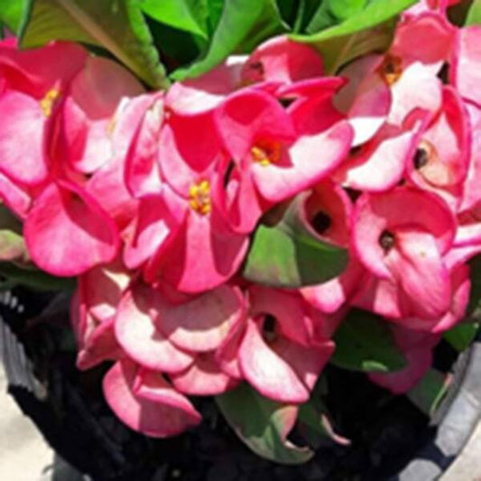 Euphorbia Milii PLOY PAILIN