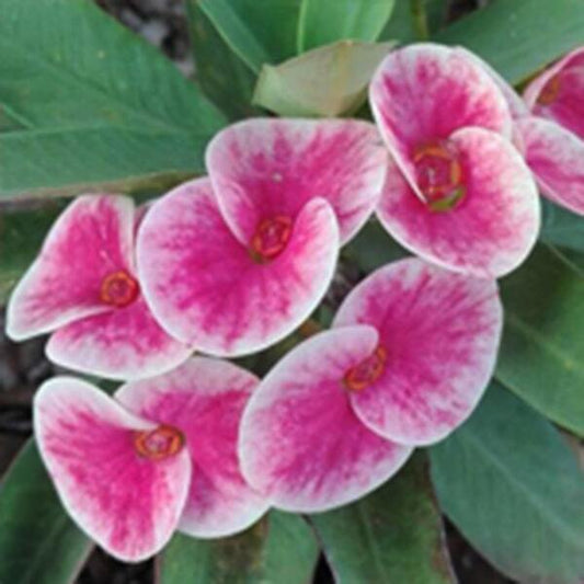 Euphorbia Milii QUEEN OF LUCK