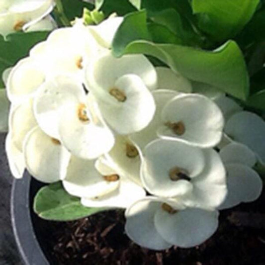 Euphorbia Milii RAKANG NGERN