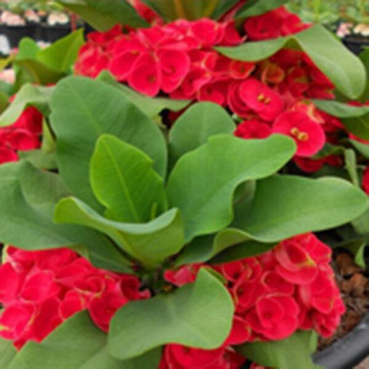 Euphorbia Milii RUAY JANG LEI