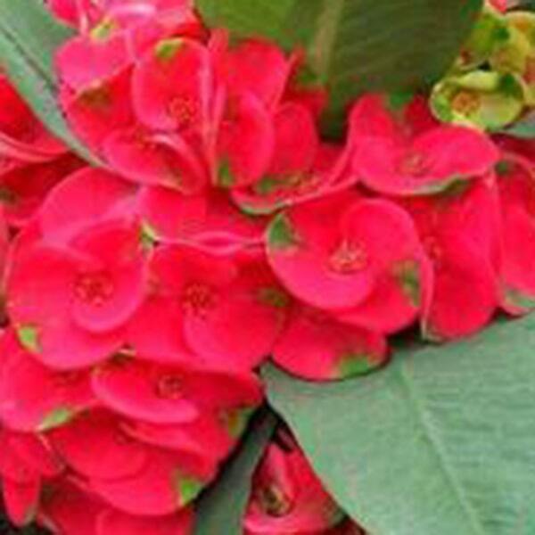 Euphorbia Milii SAB MAHA SEDTHEE