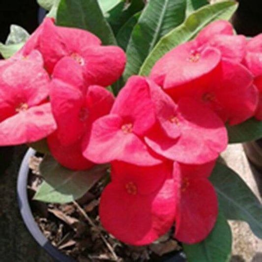 Euphorbia Milii SEDTHEE SIAM
