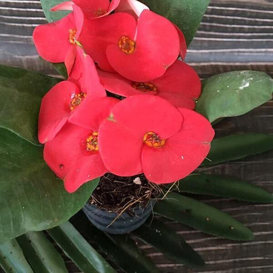 Euphorbia Milii YOD SEDTHEE