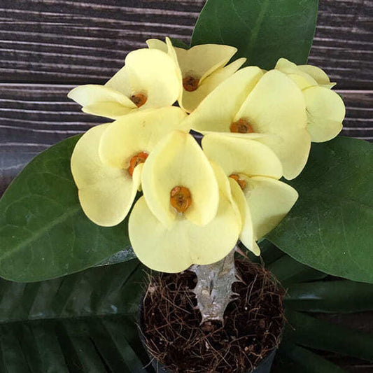 Euphorbia Milii ANG NGERN