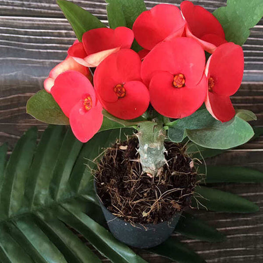 Euphorbia Milii CHOK PAN LAN