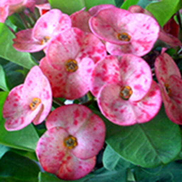 Euphorbia Milii ROSE
