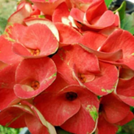 Euphorbia Milii SAB SOMBOON RED