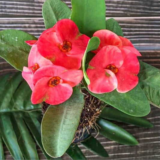 Euphorbia Milii BANGKOK