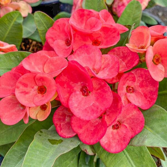 Euphorbia Milii DOUNG SOMWANG