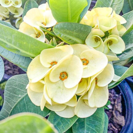 Euphorbia Milii GOLDEN CROWN
