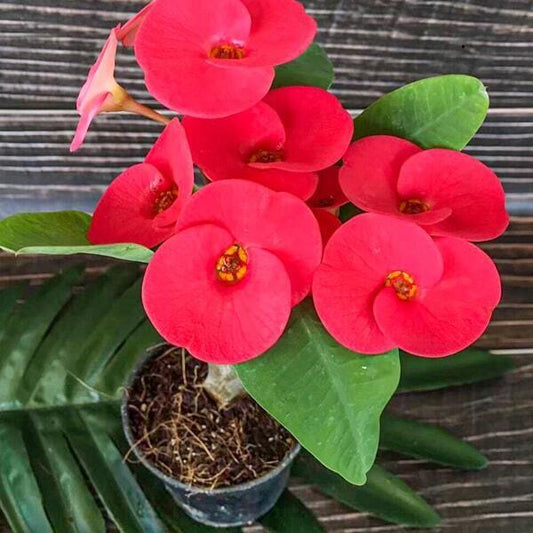 Euphorbia Milii PRATAN CHOK
