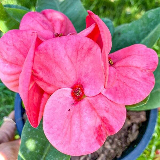 Euphorbia Milii ROJANA