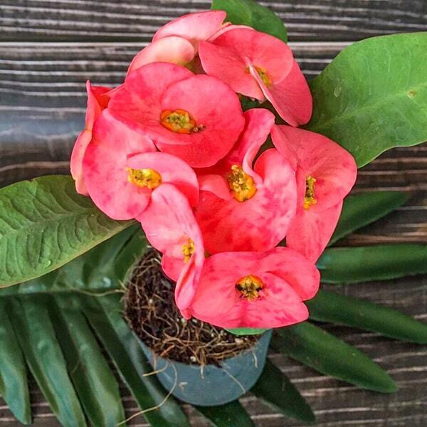 Euphorbia Milii SEAN PRATAN SAB