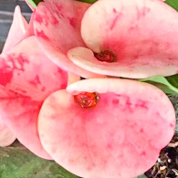 Euphorbia Milii SEDTHEE MUEANG CHAN