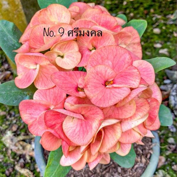 Euphorbia Milii SRI MONGKOL