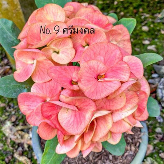 Euphorbia Milii SRI MONGKOL