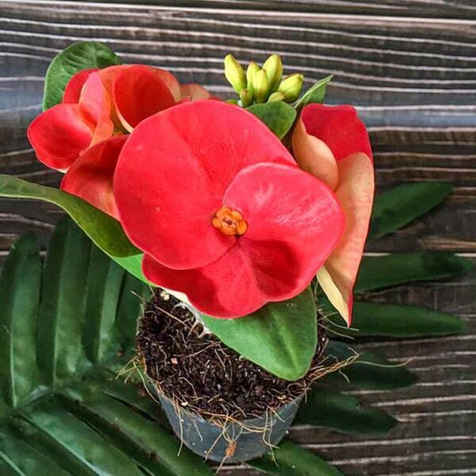 Euphorbia Milii TAWAN MAI