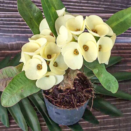 Euphorbia Milii WHITE MAHA MONGKOL