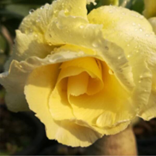 Adenium obesum BANANA