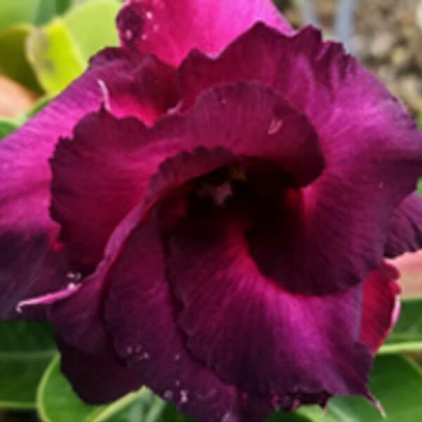Adenium obesum BLACK PURPLE