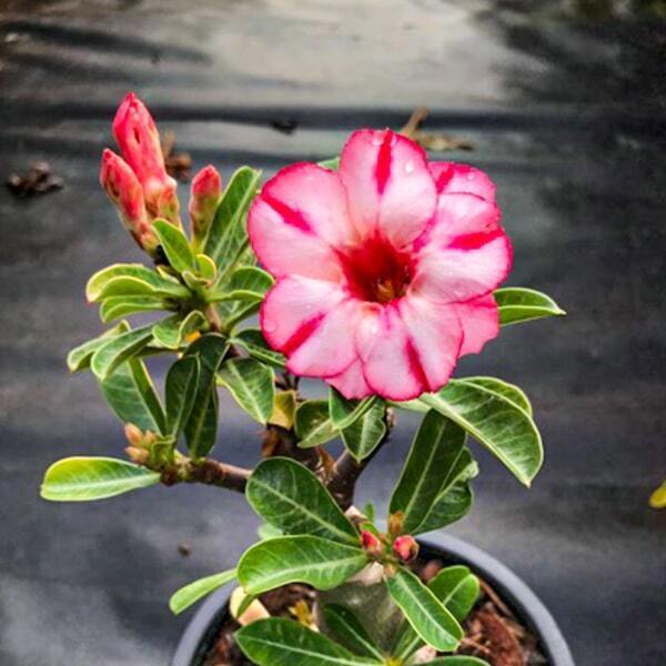 Adenium obesum BUA SAWAN