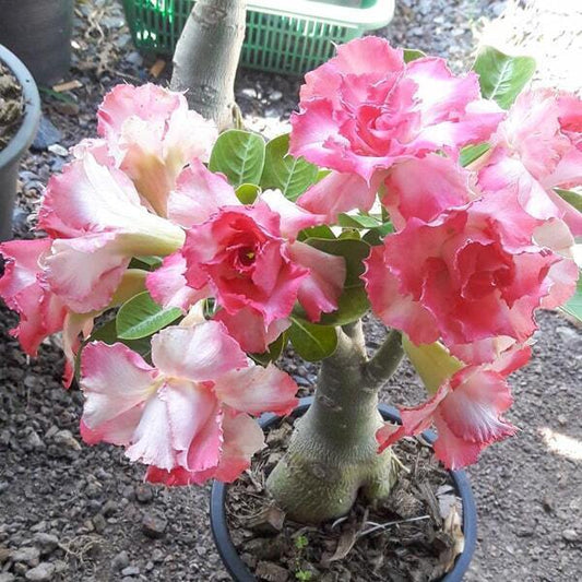 Adenium obesum LEELA