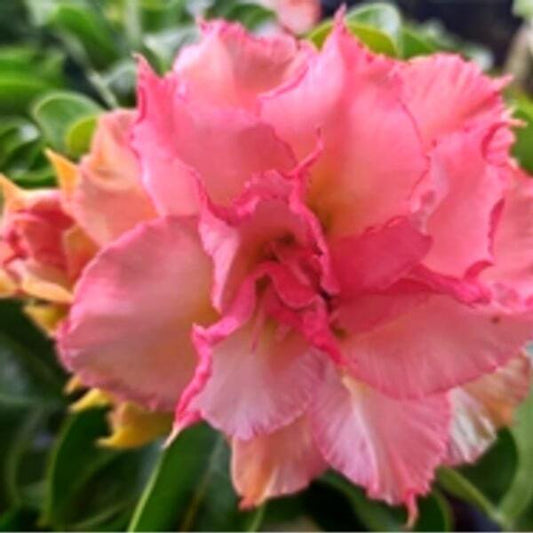Adenium obesum PREW