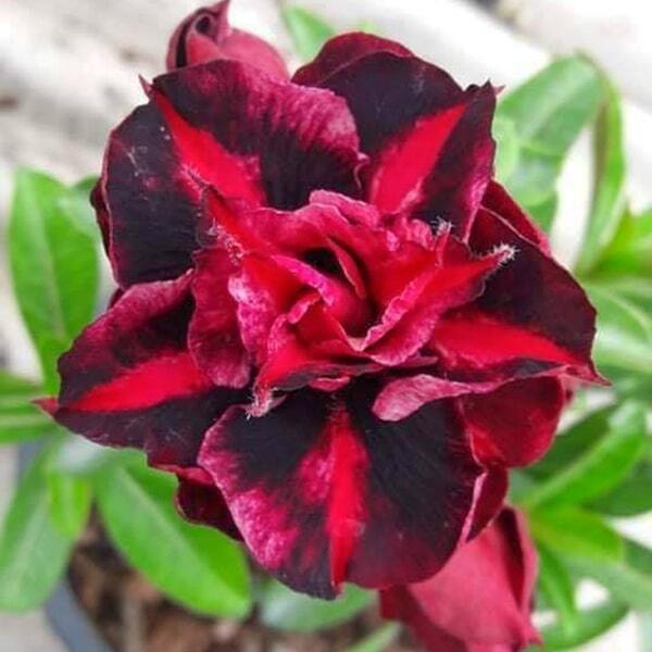 Adenium obesum RAM RUAY
