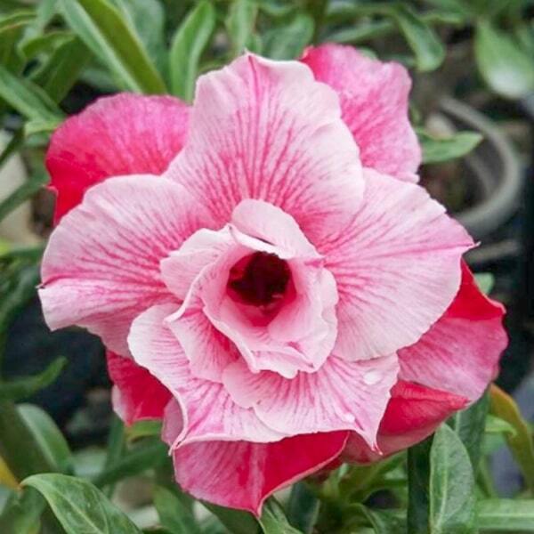 Adenium obesum SAB SOMBOON