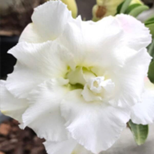 Adenium obesum UNICORN