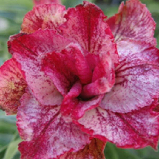 Adenium obesum VANDA LINE