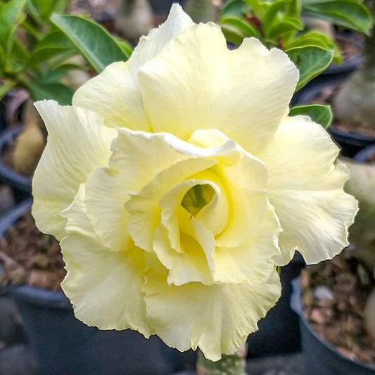 Adenium obesum VANILLA GOLD