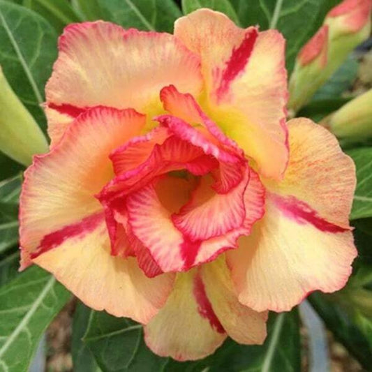 Adenium obesum THONG YOD
