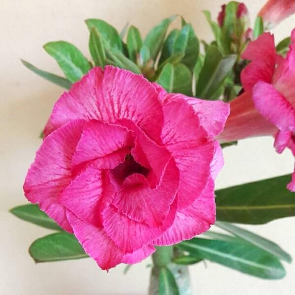 Adenium obesum 6767