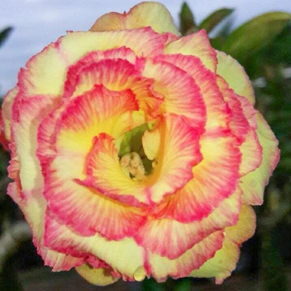 Adenium obesum 6856