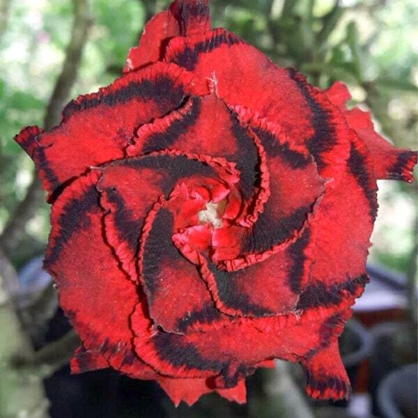 Adenium obesum 6956